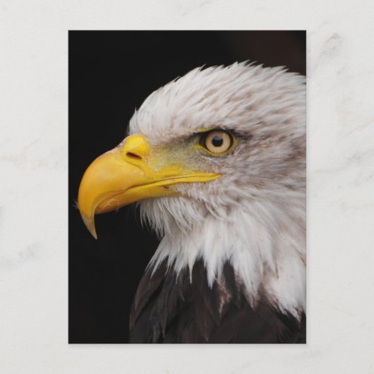 Carte Postale Portrait d'aigle (Devant)