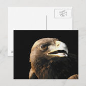Carte Postale Portrait d'aigle doré (Devant / Derrière)