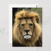 Carte Postale Portrait d'aquarelle de Lion (Devant / Derrière)