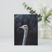 Carte Postale portrait d'autruche (Debout devant)