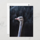 Carte Postale portrait d'autruche (Devant / Derrière)