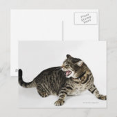 Carte Postale Portrait de baisers de chat (Devant / Derrière)