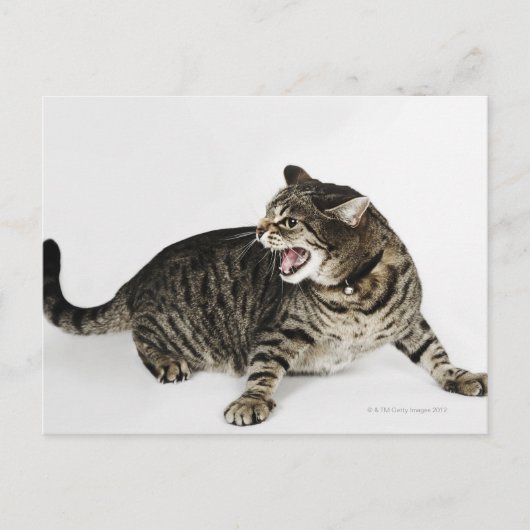 Carte Postale Portrait de baisers de chat (Devant)