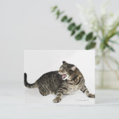 Carte Postale Portrait de baisers de chat (Debout devant)