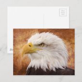 Carte Postale Portrait de Bald Eagle (Devant / Derrière)