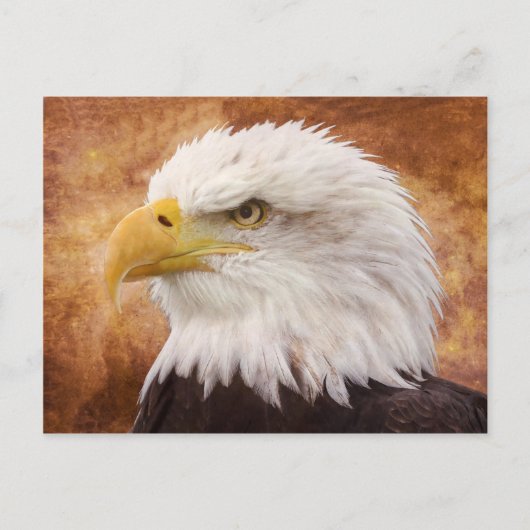 Carte Postale Portrait de Bald Eagle (Devant)