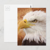 Carte Postale Portrait de Bald Eagle (Devant / Derrière)