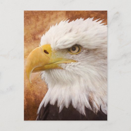Carte Postale Portrait de Bald Eagle (Devant)