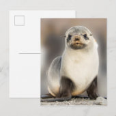 Carte Postale Portrait de bébé phoque sur la plage (Devant / Derrière)