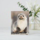 Carte Postale Portrait de bébé phoque sur la plage (Debout devant)