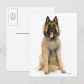 Carte Postale Portrait de Belgian shepherd dog (Devant / Derrière)