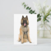 Carte Postale Portrait de Belgian shepherd dog (Debout devant)
