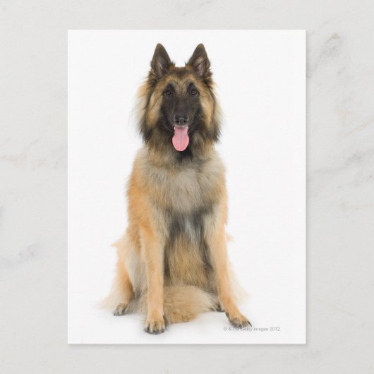 Carte Postale Portrait de Belgian shepherd dog (Devant)