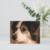 Carte Postale Portrait de berger australien (Debout devant)