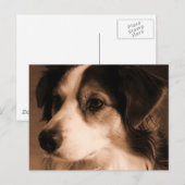 Carte Postale Portrait de berger australien (Devant / Derrière)