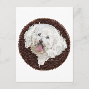 Carte Postale Portrait de Bichon frisé