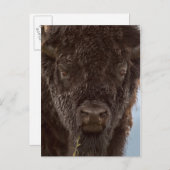 Carte Postale Portrait de Bison Bull (Devant / Derrière)