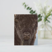 Carte Postale Portrait de Bison Bull (Debout devant)