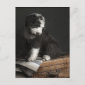 Carte Postale Portrait de Bobtail puppy (Devant)