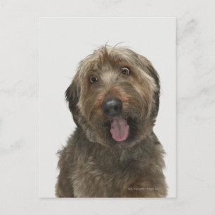 Carte Postale Portrait de Briard dog