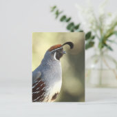 Carte Postale Portrait de caille mâle (Debout devant)