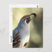 Carte Postale Portrait de caille mâle (Devant / Derrière)