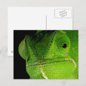Carte Postale Portrait de caméléon à cou plat (Devant / Derrière)