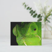 Carte Postale Portrait de caméléon à cou plat (Debout devant)