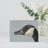Carte Postale Portrait de Canada Goose (Debout devant)