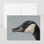 Carte Postale Portrait de Canada Goose (Devant / Derrière)