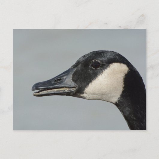Carte Postale Portrait de Canada Goose (Devant)