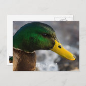 Carte Postale Portrait de Canard colvert mâle (Devant / Derrière)