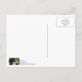 Carte Postale Portrait de Canard colvert mâle (Dos)