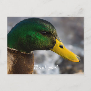 Carte Postale Portrait de Canard Colvert mâle