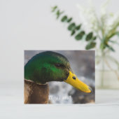 Carte Postale Portrait de Canard colvert mâle (Debout devant)