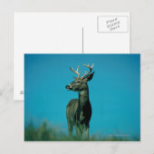 Carte Postale Portrait de cerf (Devant / Derrière)