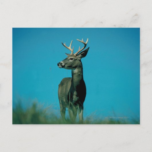 Carte Postale Portrait de cerf (Devant)