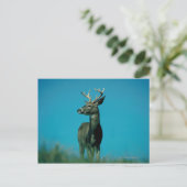 Carte Postale Portrait de cerf (Debout devant)