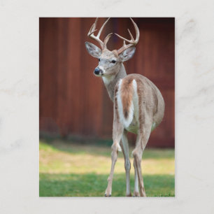 Carte Postale Portrait de cerf à queue blanche, Missoula, Montan