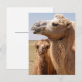 Carte Postale Portrait de chameau de Bactriane (Devant / Derrière)