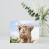 Carte Postale Portrait de chameau Photographie d'animaux Faune (Debout devant)