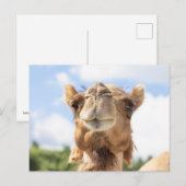Carte Postale Portrait de chameau Photographie d'animaux Faune (Devant / Derrière)