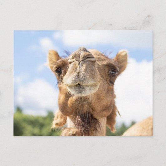 Carte Postale Portrait de chameau Photographie d'animaux Faune (Devant)