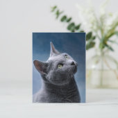 Carte Postale Portrait de chat (Debout devant)