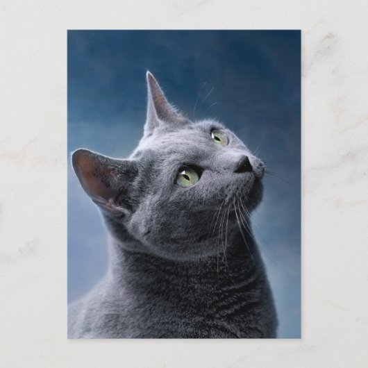 Carte Postale Portrait de chat (Devant)
