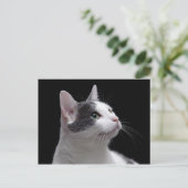 Carte Postale Portrait de chat (Debout devant)