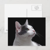 Carte Postale Portrait de chat (Devant / Derrière)