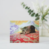 Carte Postale Portrait De Chat Animaux De Compagnie En Lit (Debout devant)