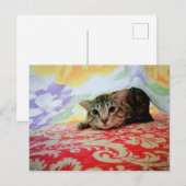 Carte Postale Portrait De Chat Animaux De Compagnie En Lit (Devant / Derrière)