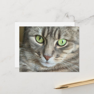 Carte Postale Portrait de chat aux yeux verts émeraude Photograp